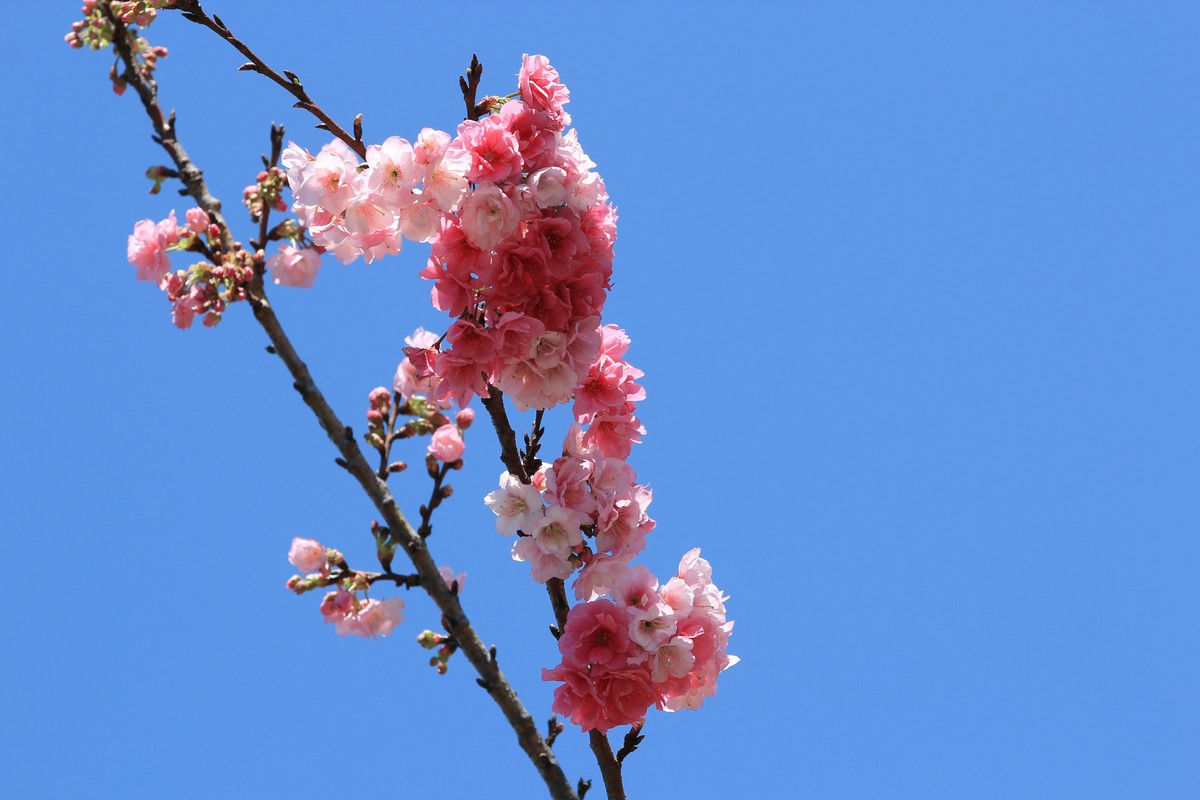 拍摄花卉一（523）