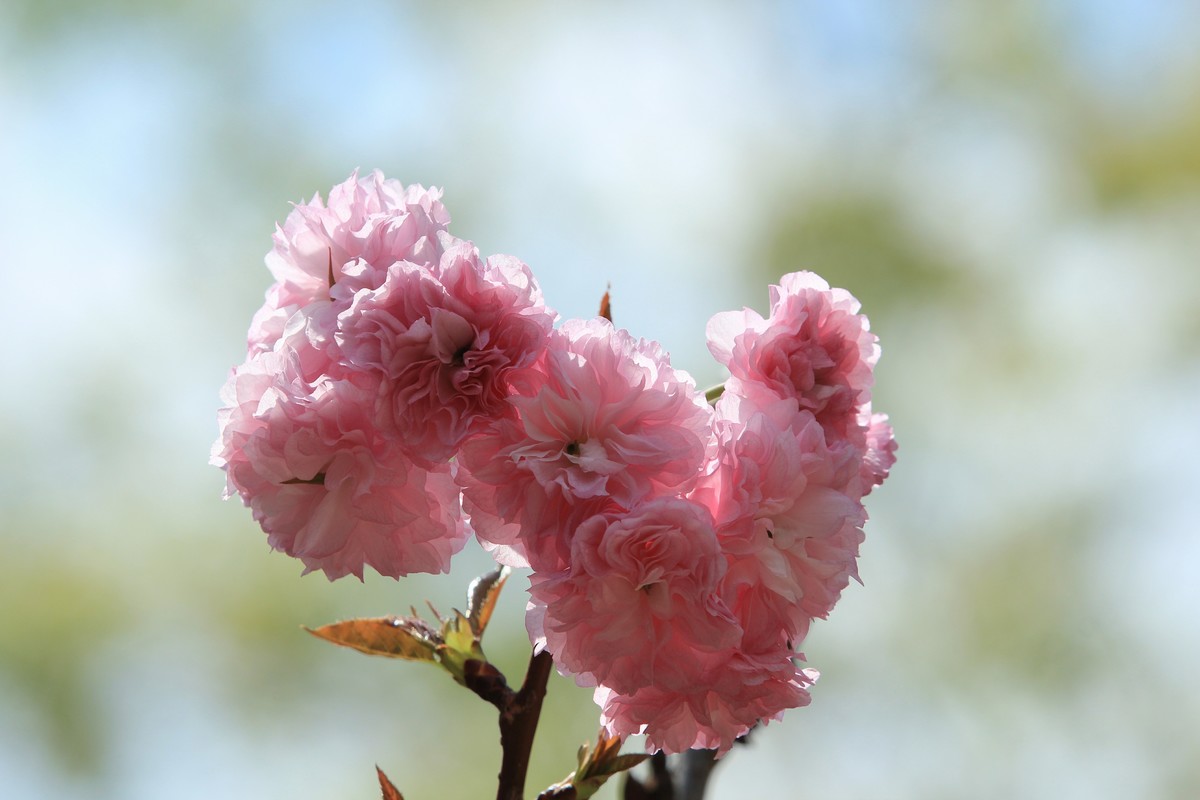 拍摄花卉一（523）