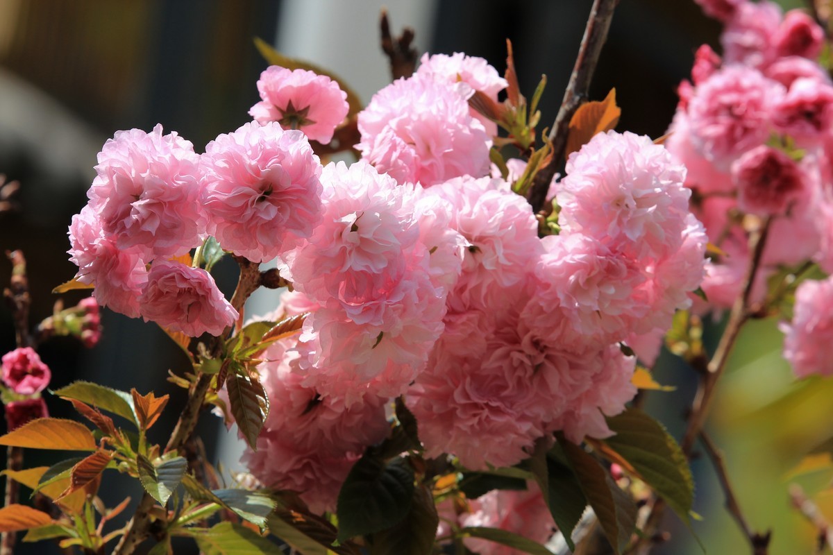 拍摄花卉一（523）