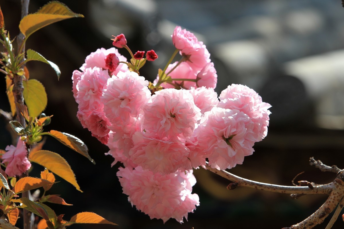 拍摄花卉一（523）