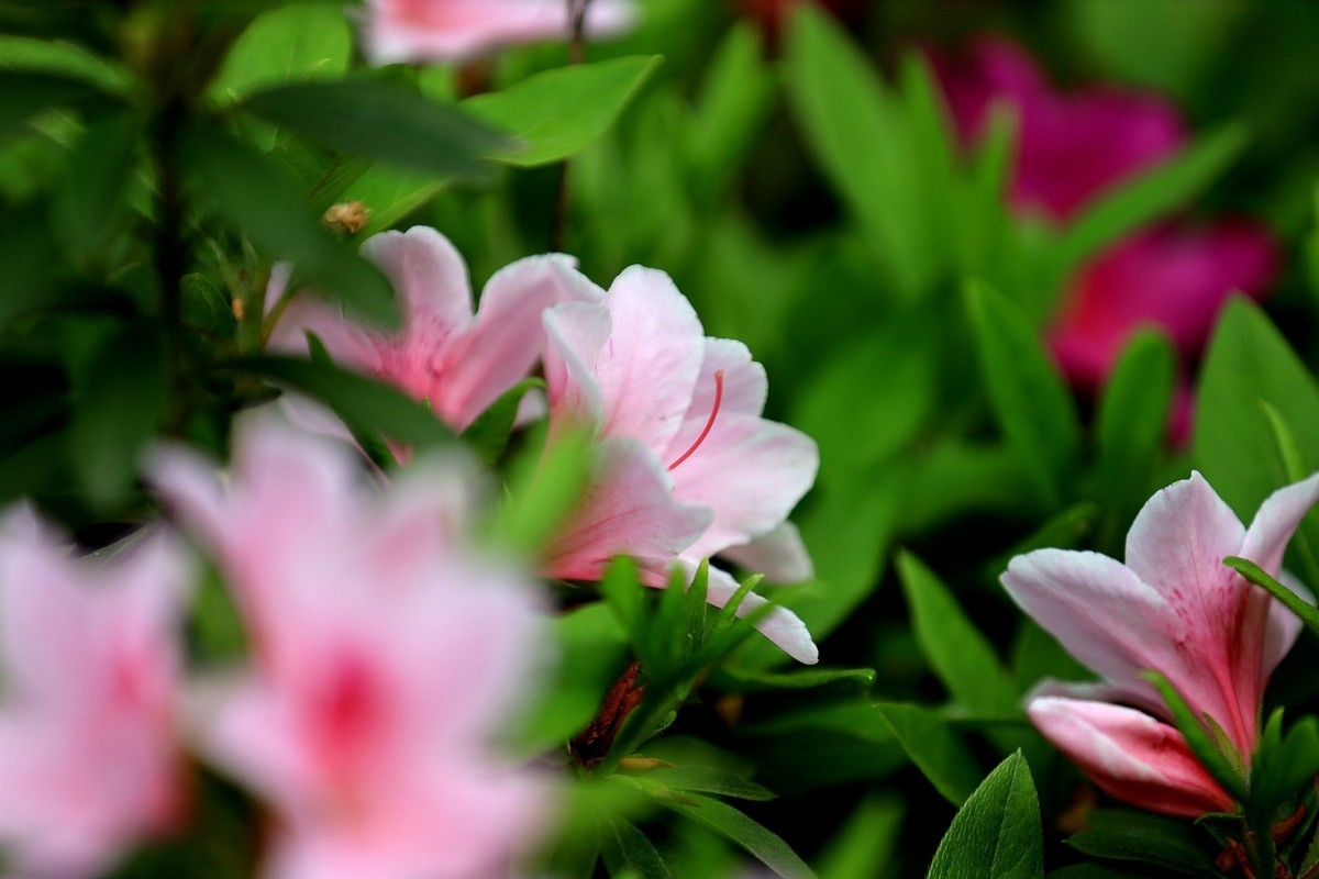 杜鹃花