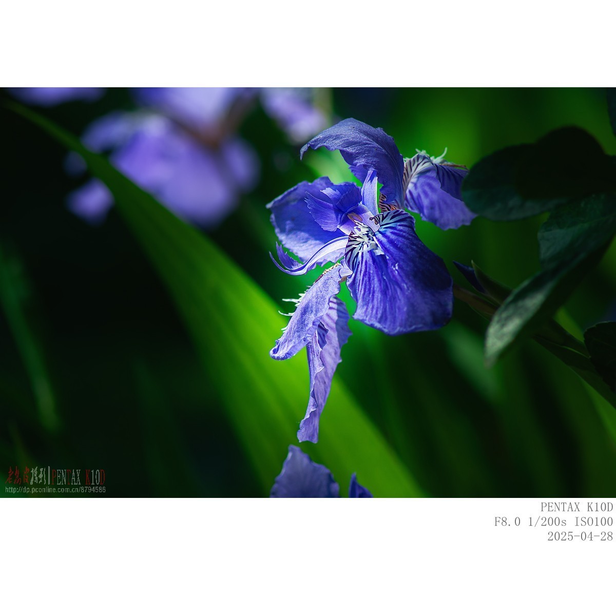 鸢尾 白晶菊 白芍药