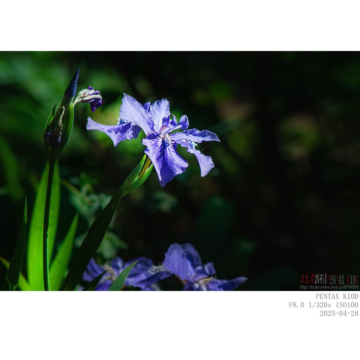 鸢尾 白晶菊 白芍药