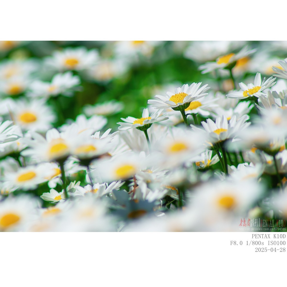 鸢尾 白晶菊 白芍药