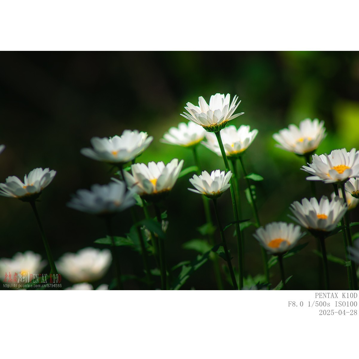 鸢尾 白晶菊 白芍药