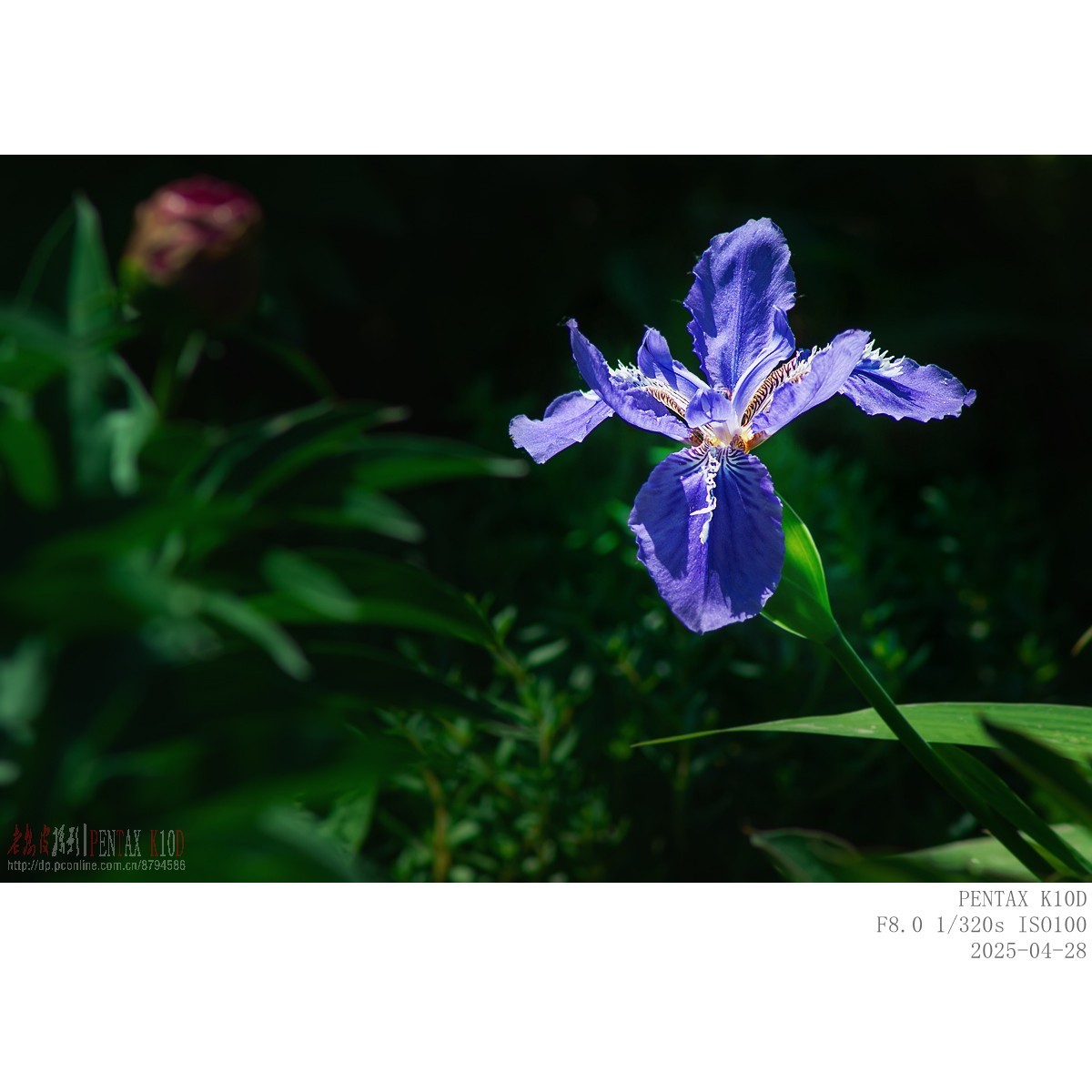 鸢尾 白晶菊 白芍药