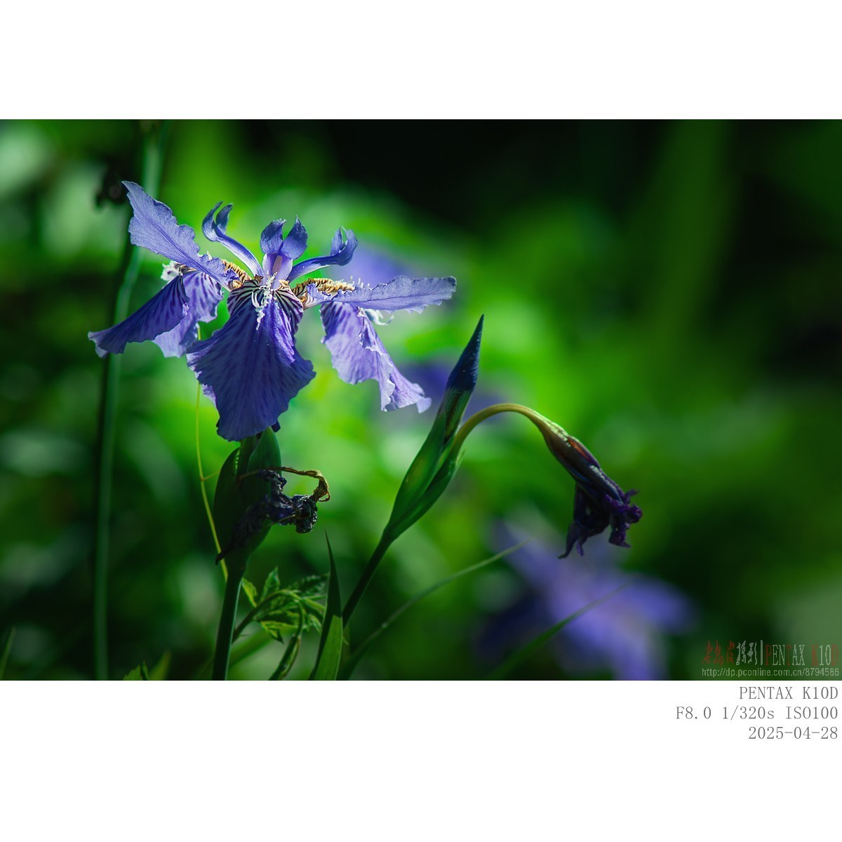 鸢尾 白晶菊 白芍药