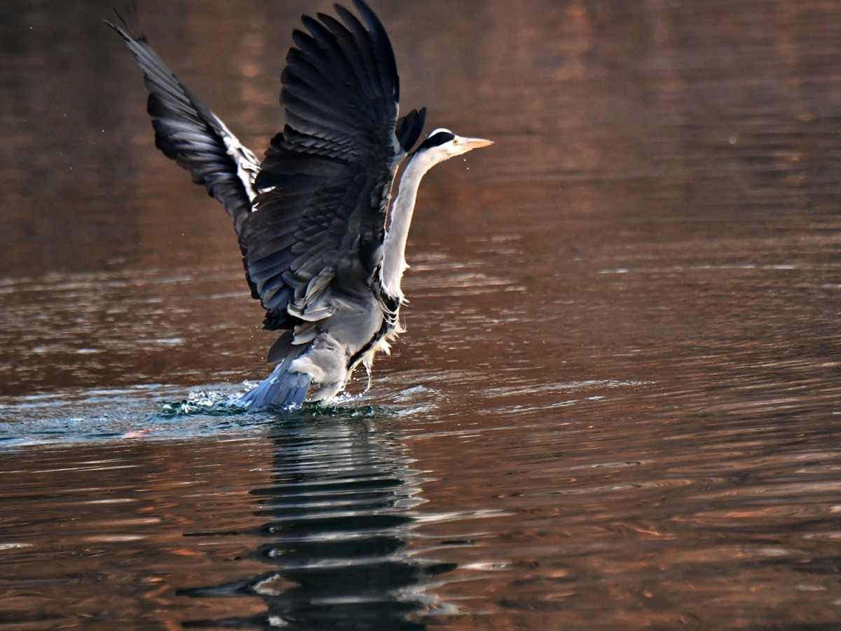 【视觉光影】明 湖 苍 鹭 （12）