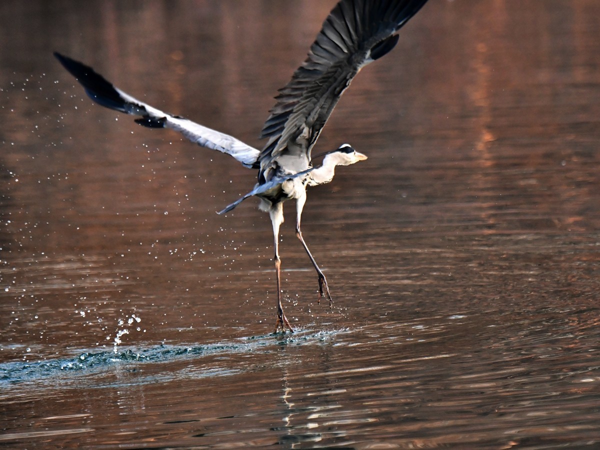【视觉光影】明 湖 苍 鹭 （12）
