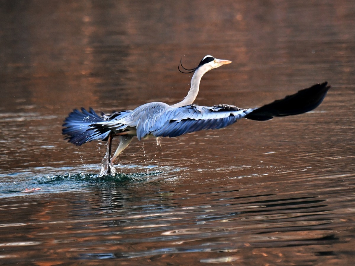 【视觉光影】明 湖 苍 鹭 （12）