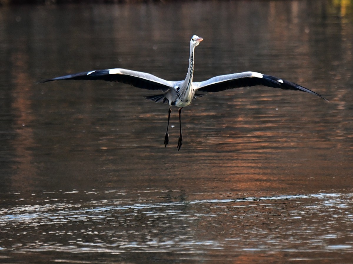【视觉光影】明 湖 苍 鹭 （12）