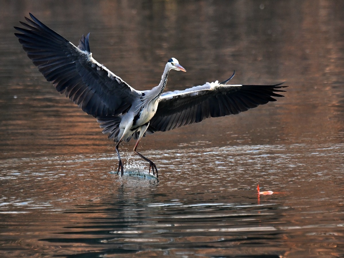 【视觉光影】明 湖 苍 鹭 （12）