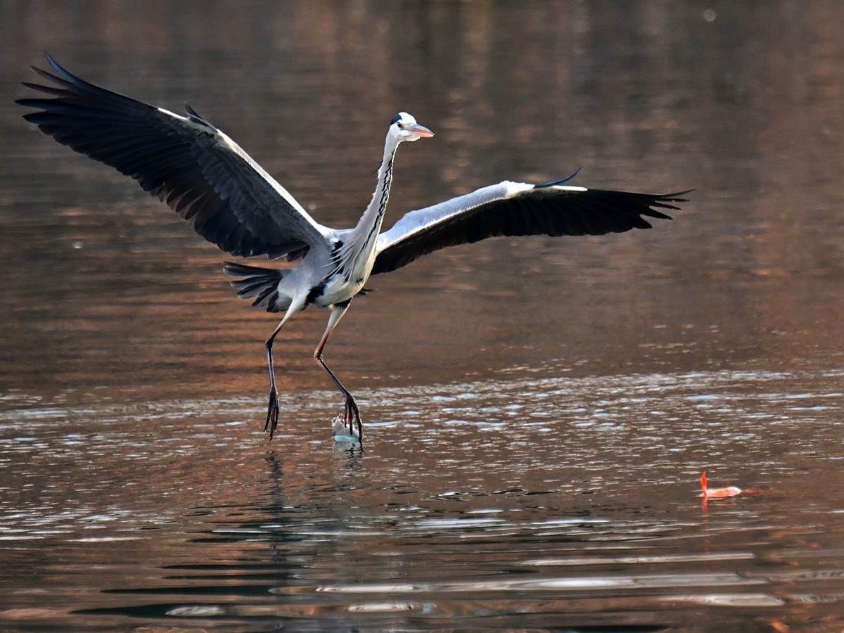 【视觉光影】明 湖 苍 鹭 （12）