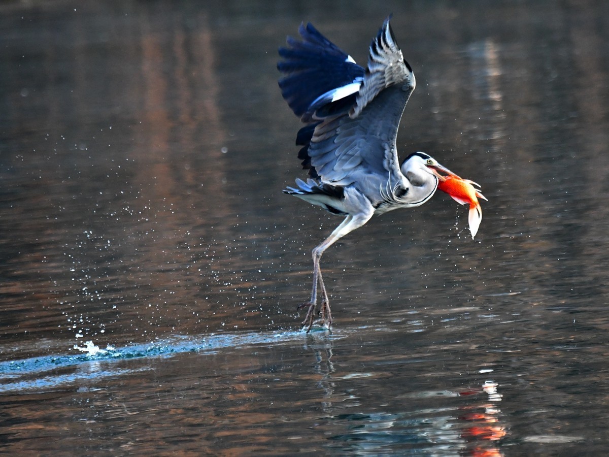 【视觉光影】明 湖 苍 鹭 （12）