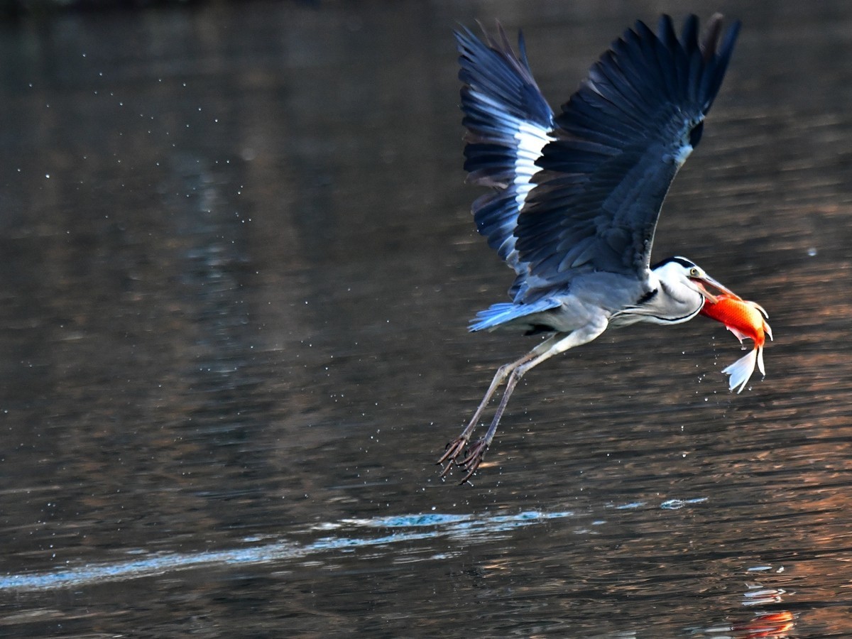 【视觉光影】明 湖 苍 鹭 （12）