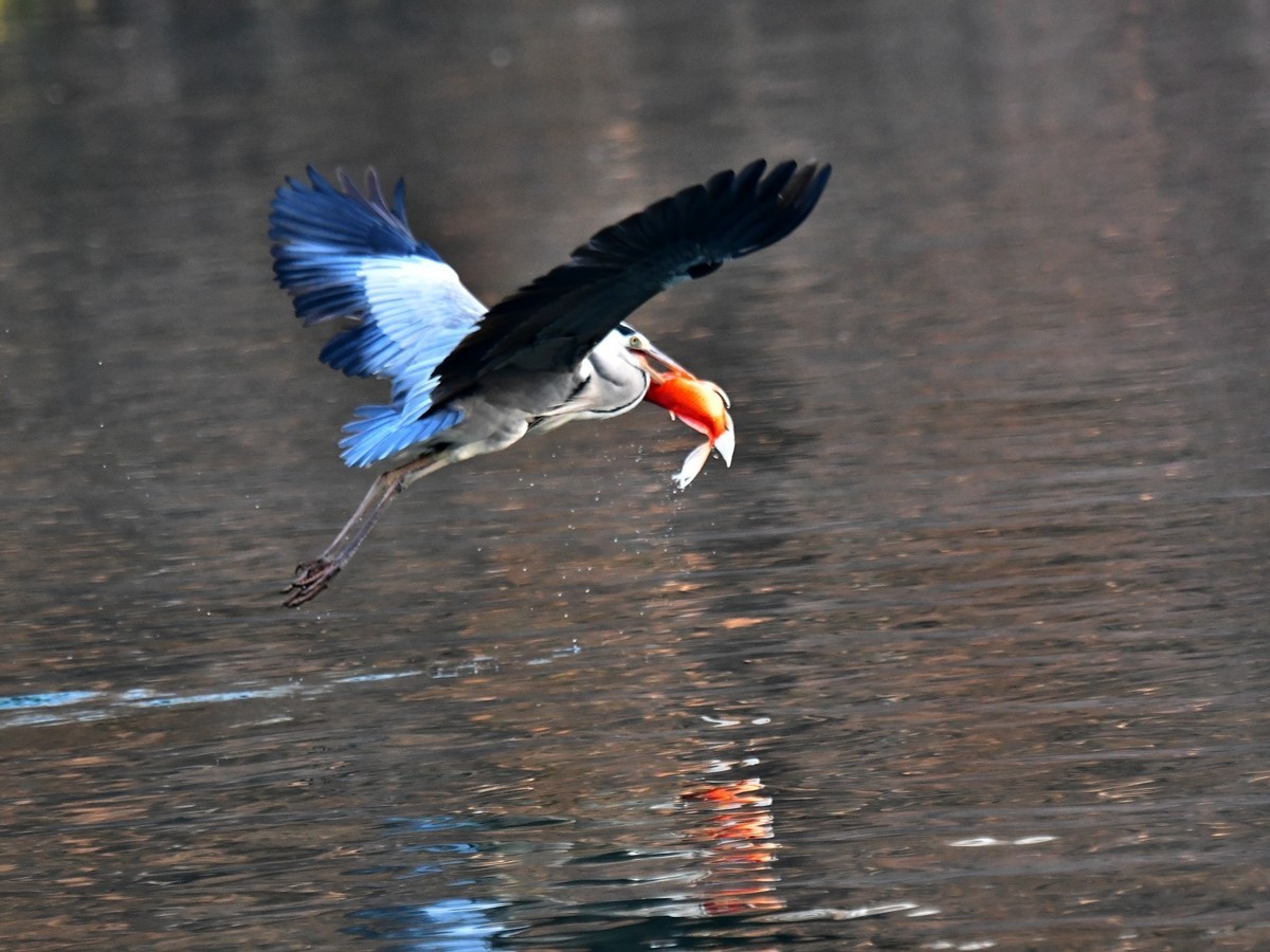 【视觉光影】明 湖 苍 鹭 （12）