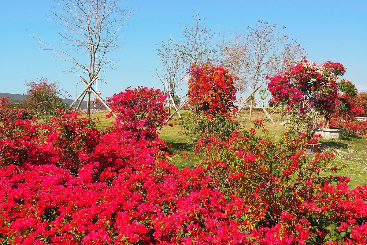 三崖城——三角梅公园（2）