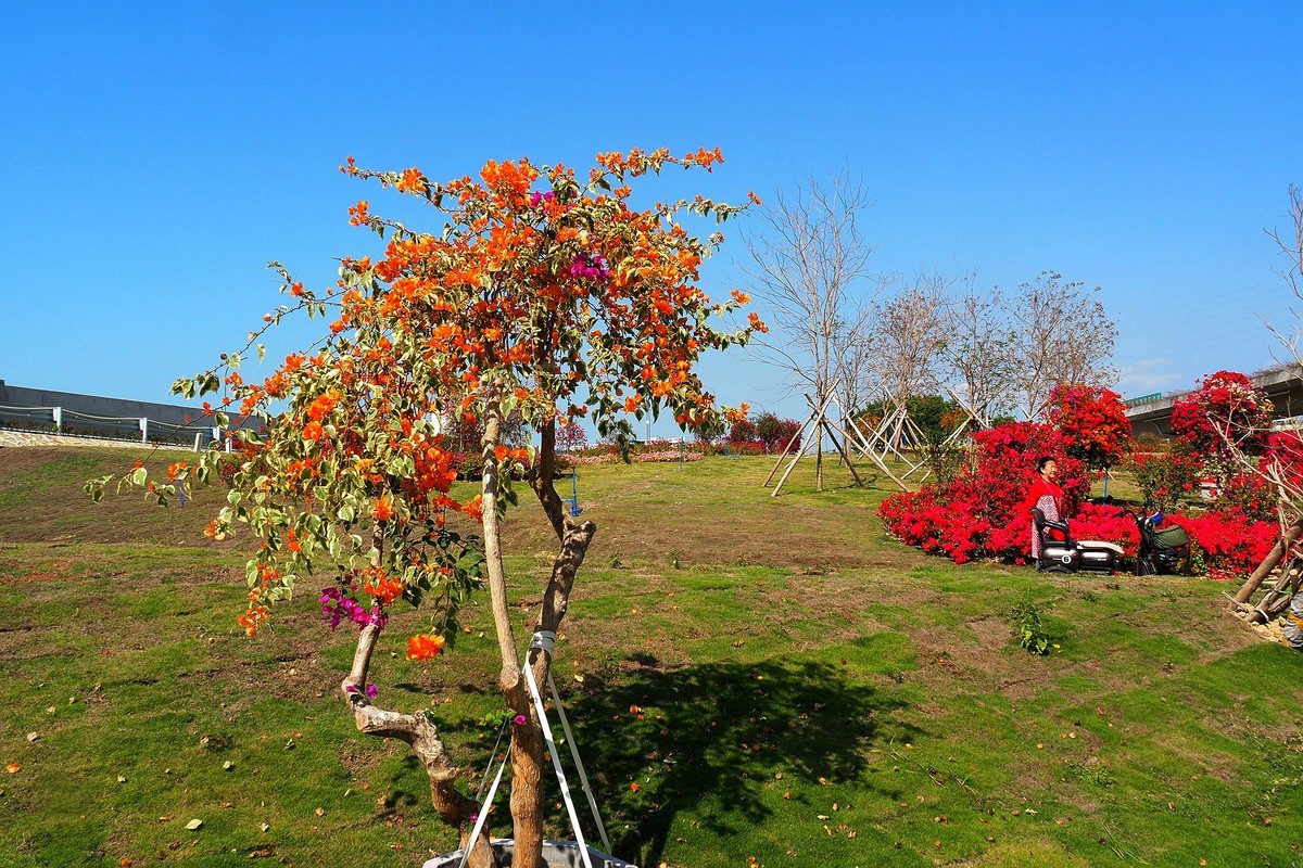 三崖城——三角梅公园（2）