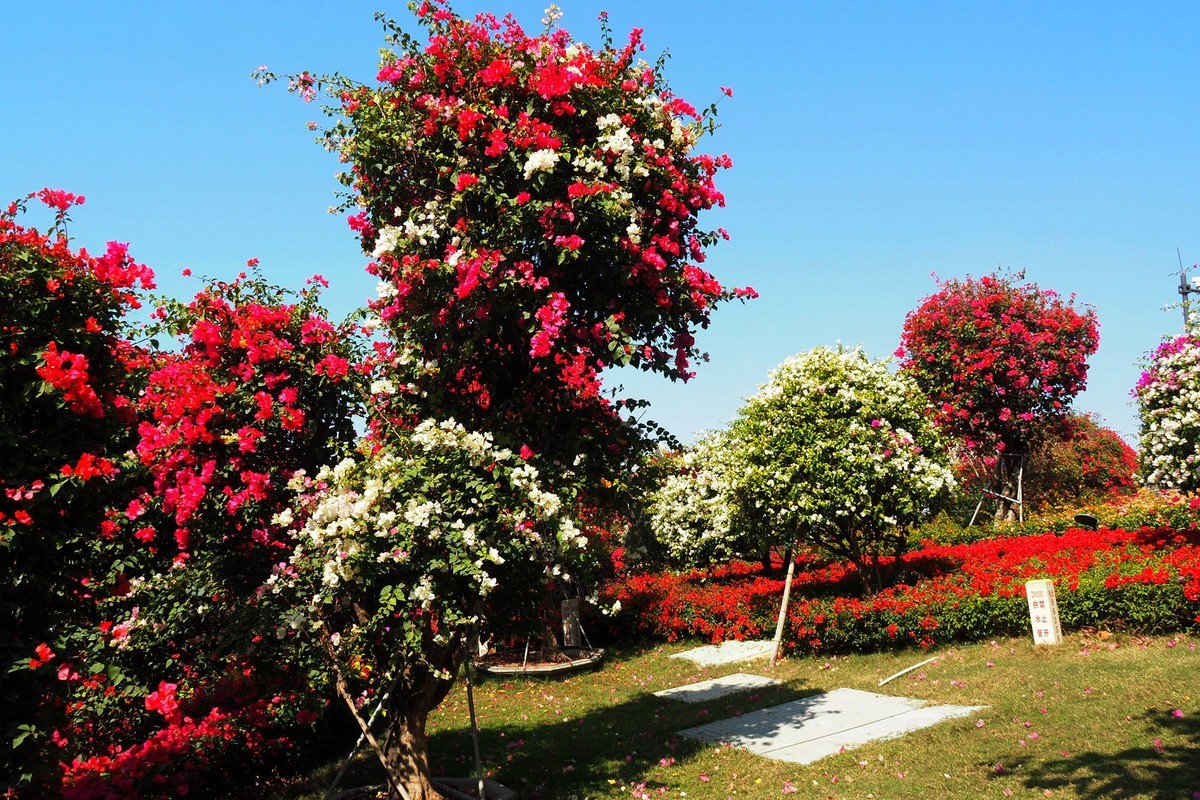 三崖城——三角梅公园（2）