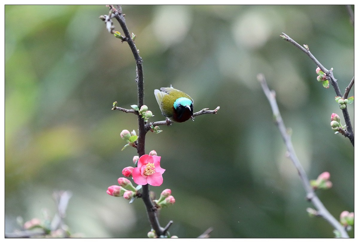 以花蜜为食的太阳鸟（续）
