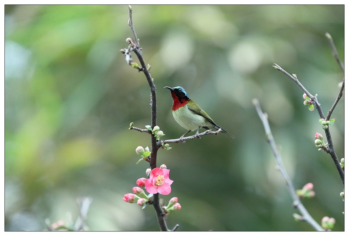 以花蜜为食的太阳鸟（续）