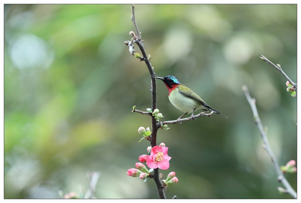 以花蜜为食的太阳鸟（续）