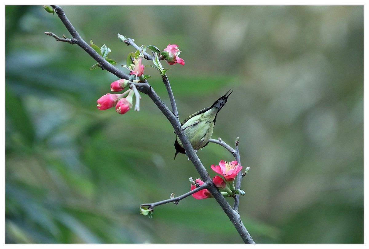 以花蜜为食的太阳鸟（续）