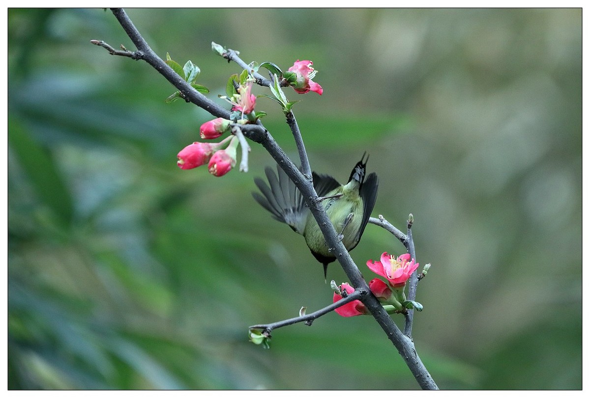 以花蜜为食的太阳鸟（续）