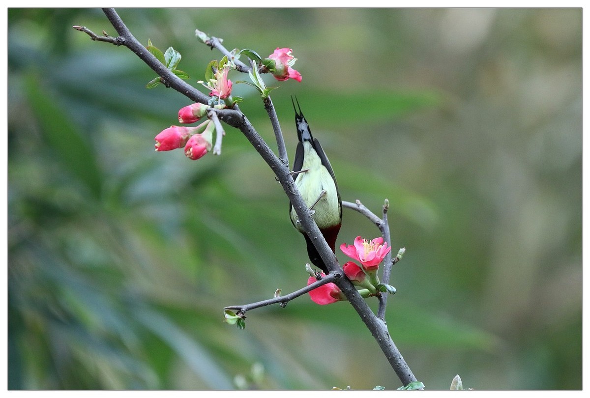 以花蜜为食的太阳鸟（续）