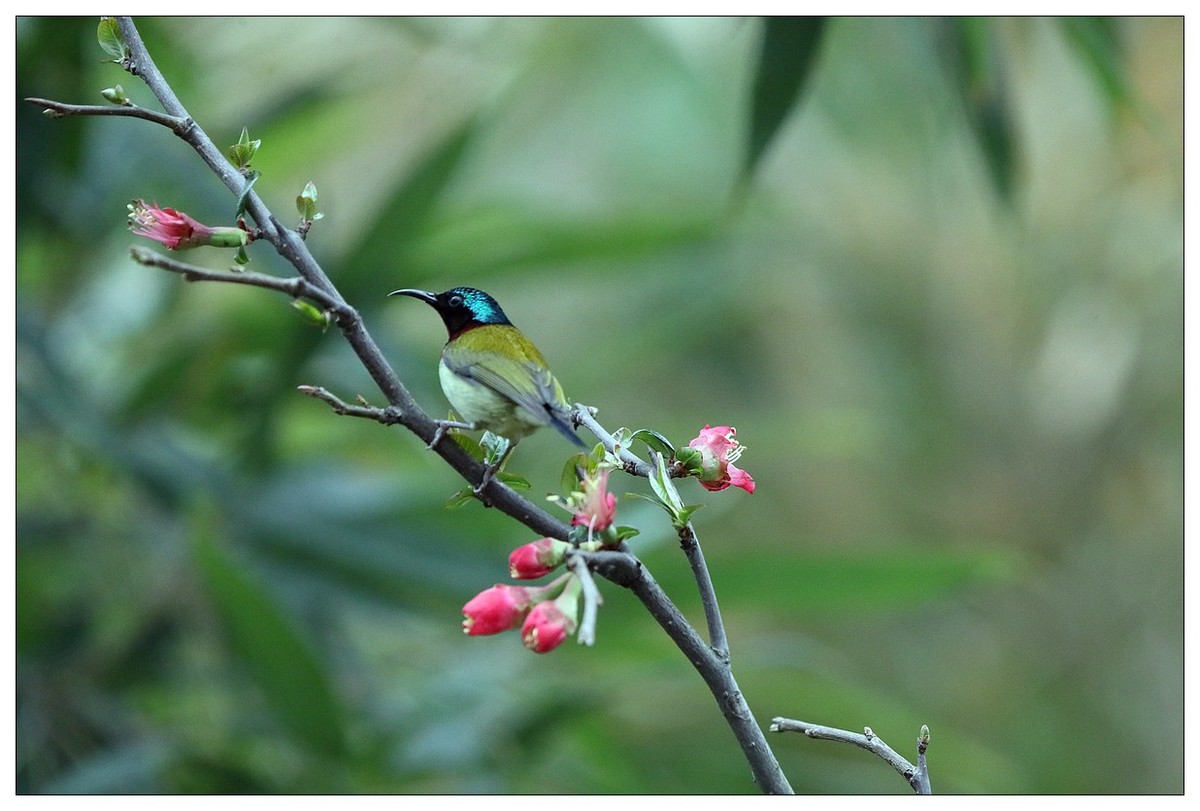 以花蜜为食的太阳鸟（续）