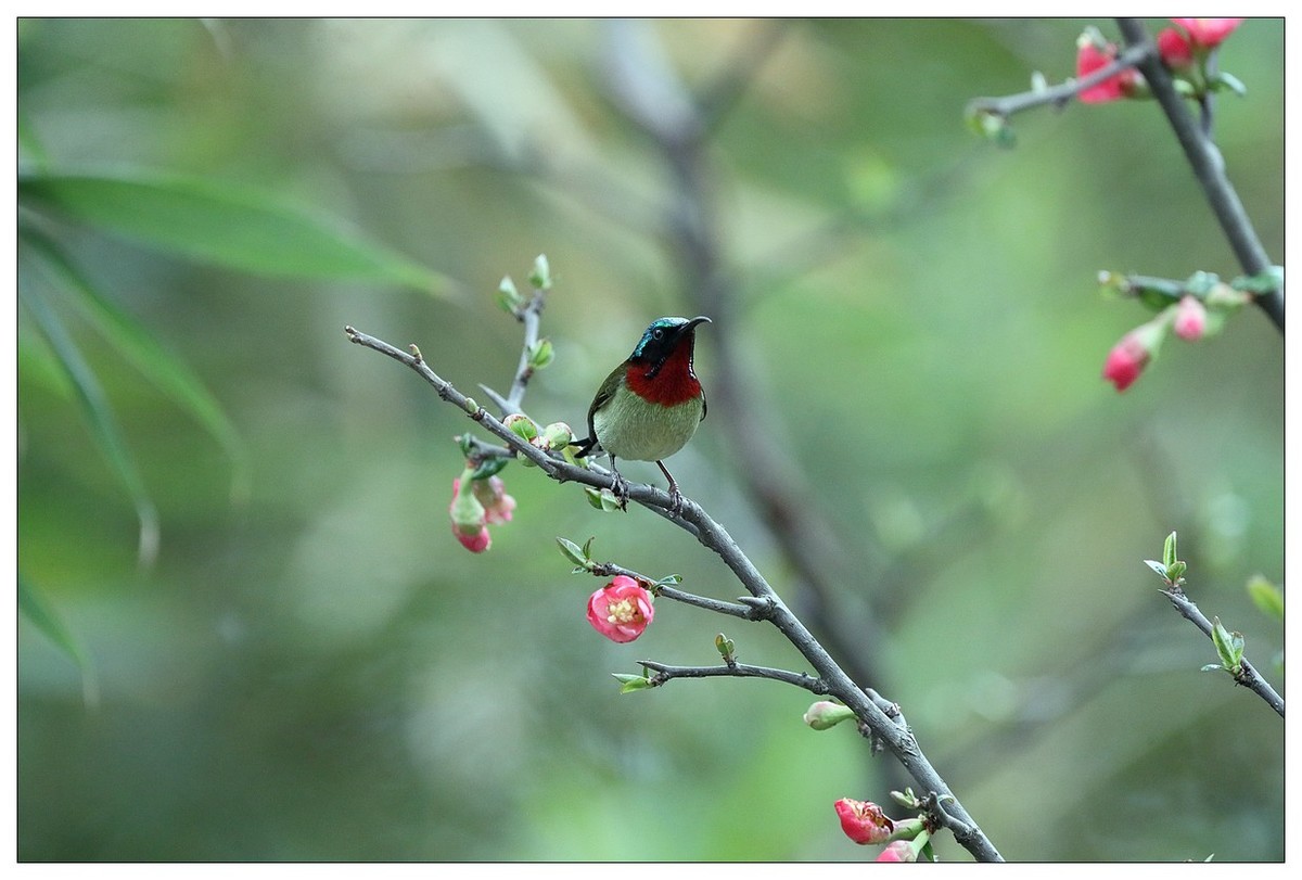 以花蜜为食的太阳鸟（续）