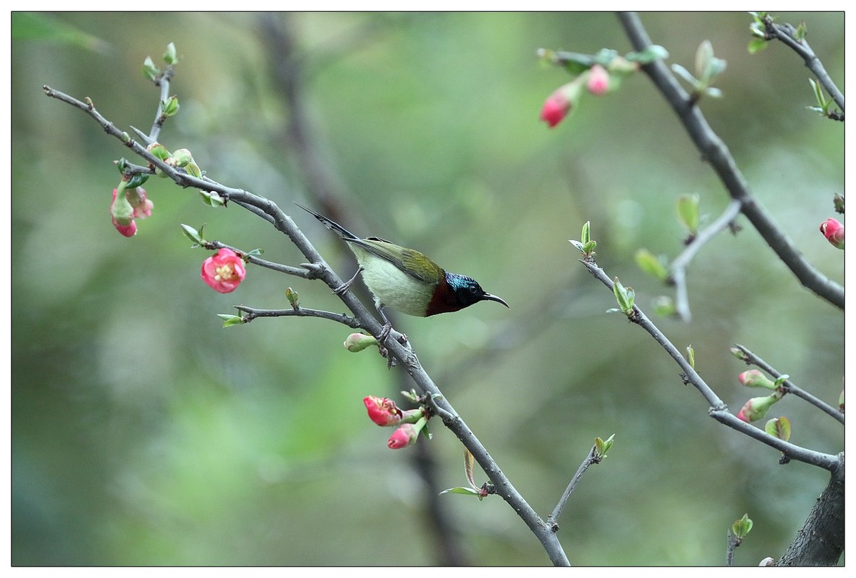 以花蜜为食的太阳鸟（续）