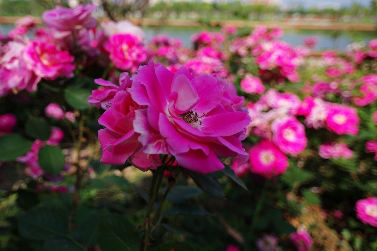 不走寻常路，超广也拍花