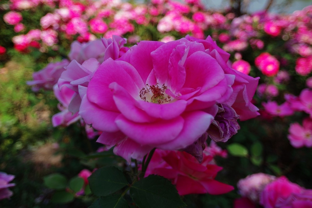 不走寻常路，超广也拍花