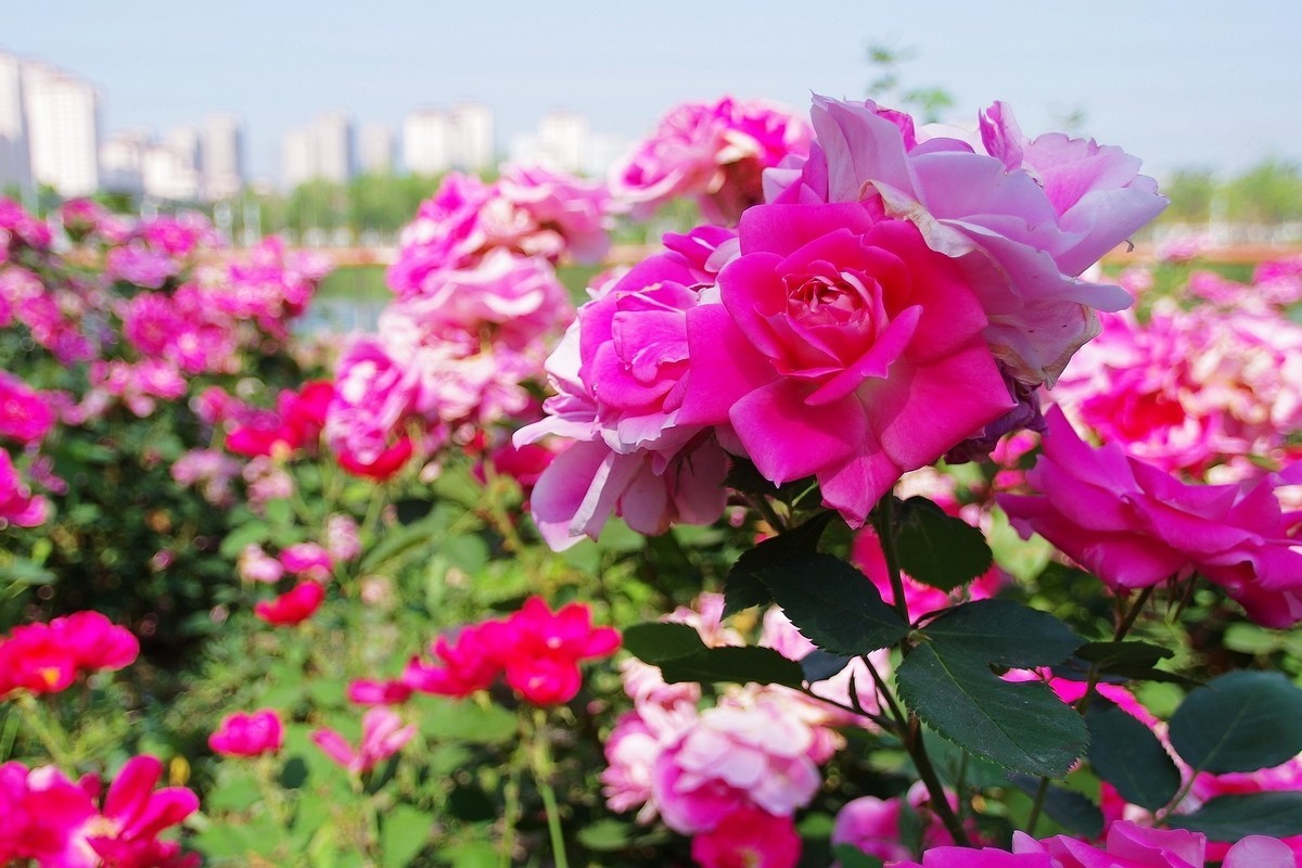 不走寻常路，超广也拍花