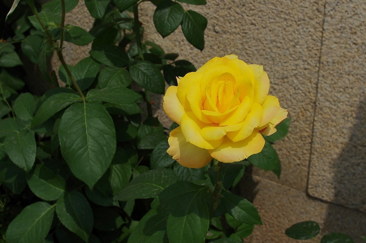 不走寻常路，超广也拍花