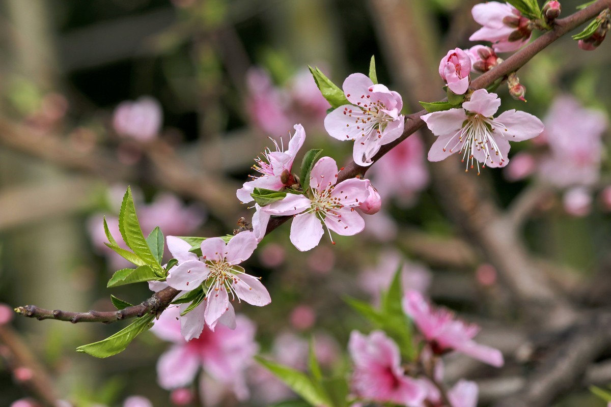 山桃红花满上头