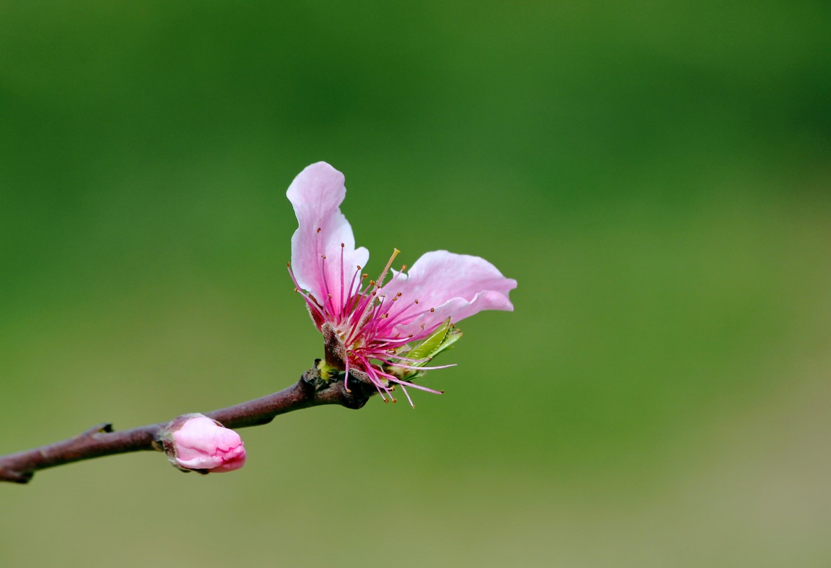 山桃红花满上头