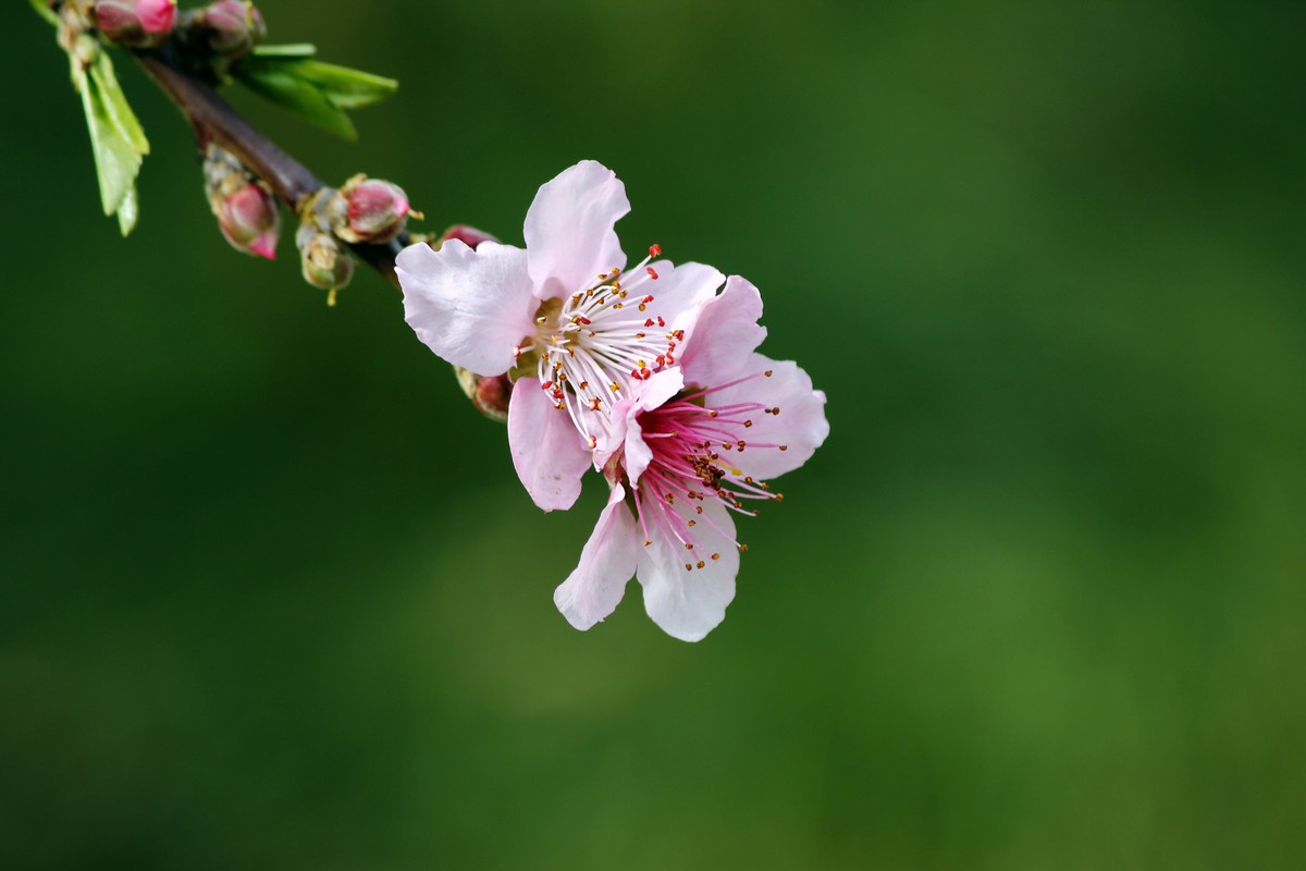 山桃红花满上头
