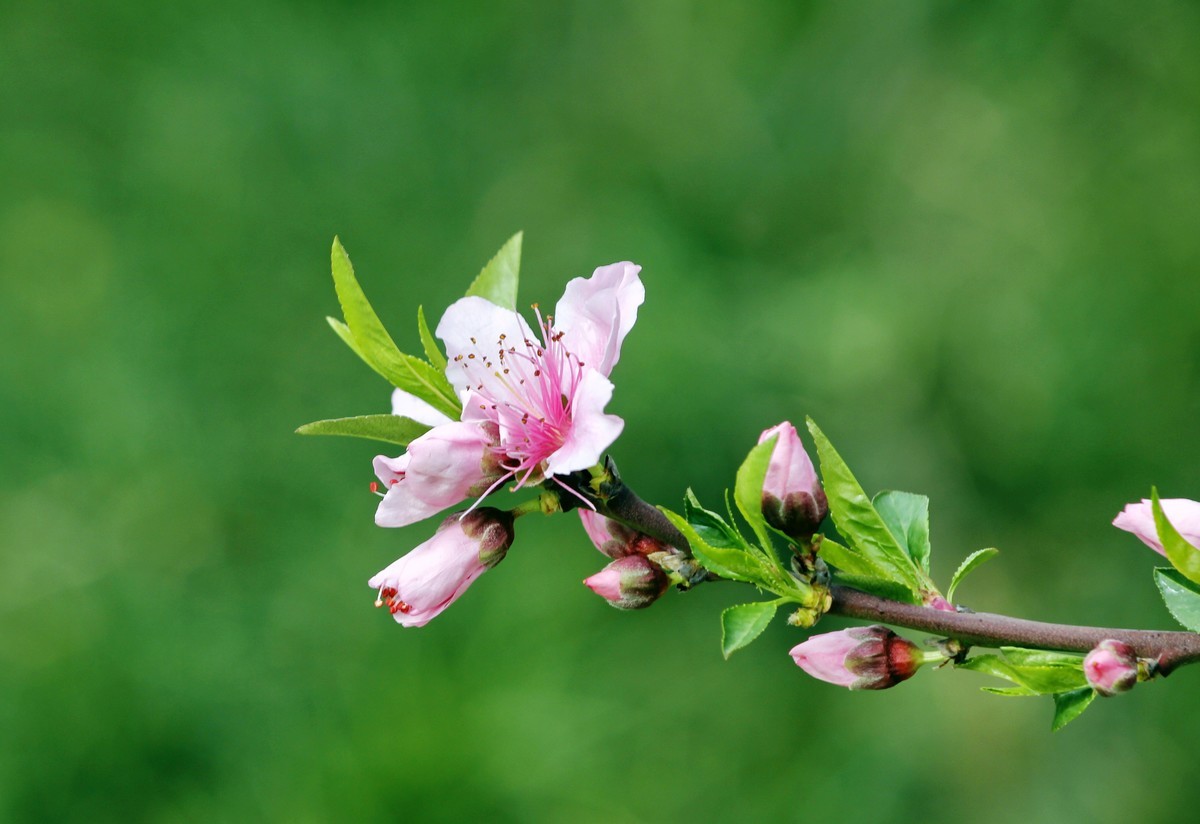 山桃红花满上头