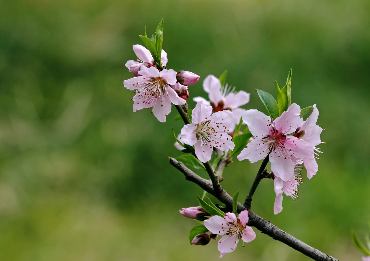 山桃红花满上头