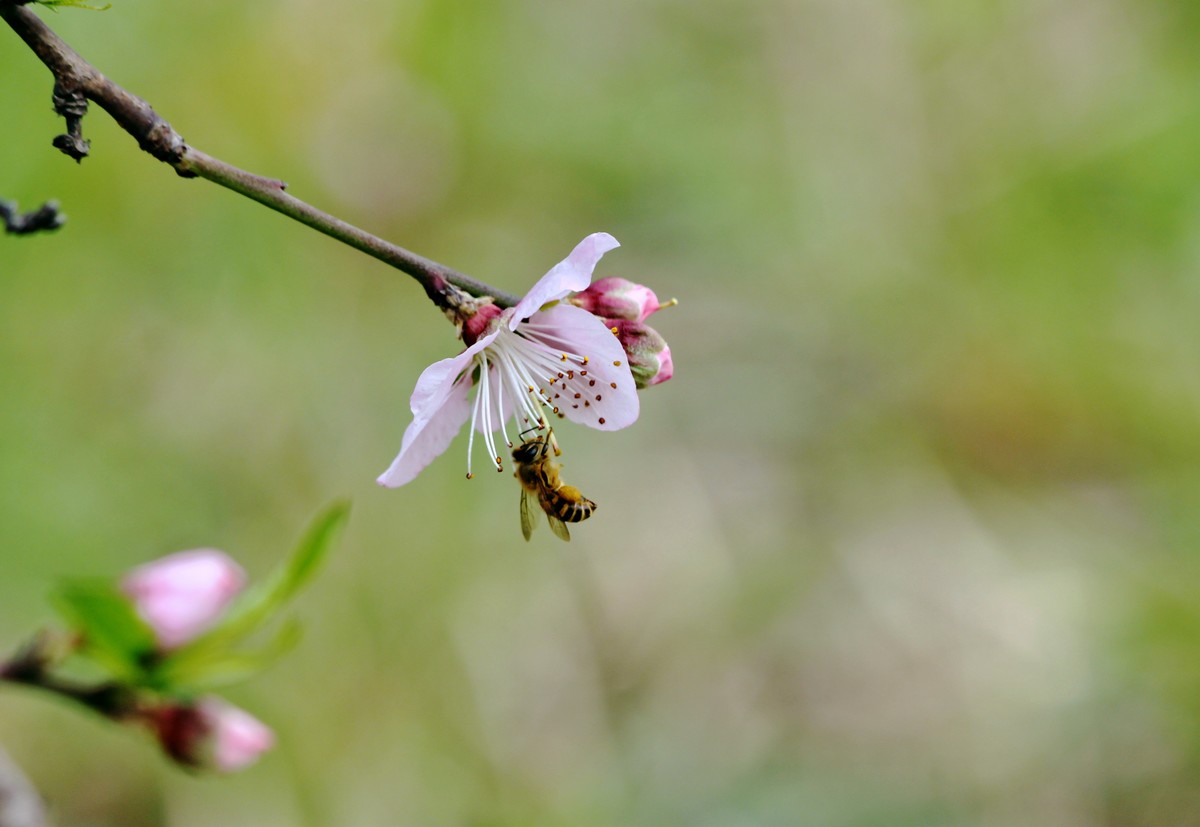 山桃红花满上头