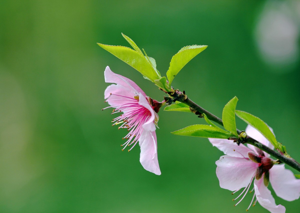 山桃红花满上头