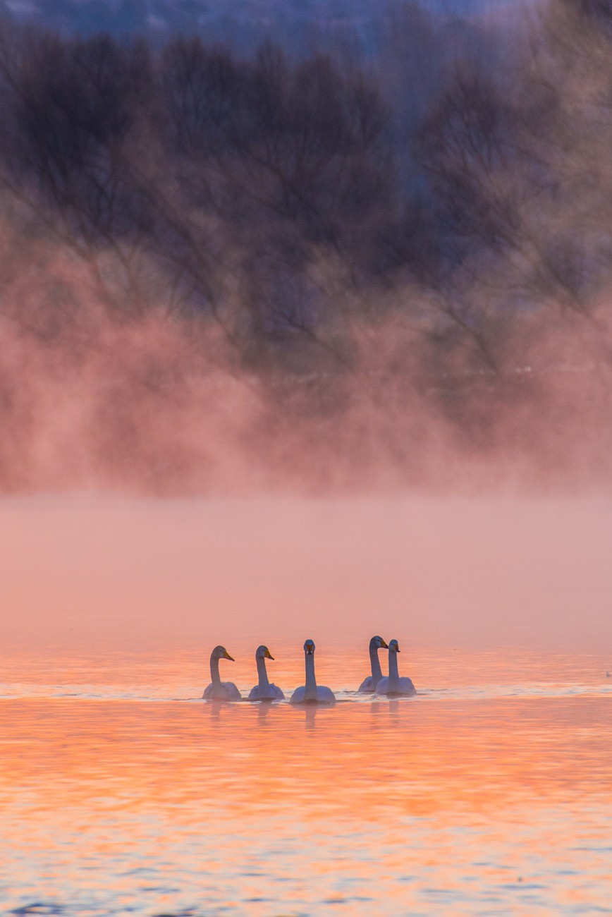 #花开春光寻美景#------亦梦亦幻天鹅湾