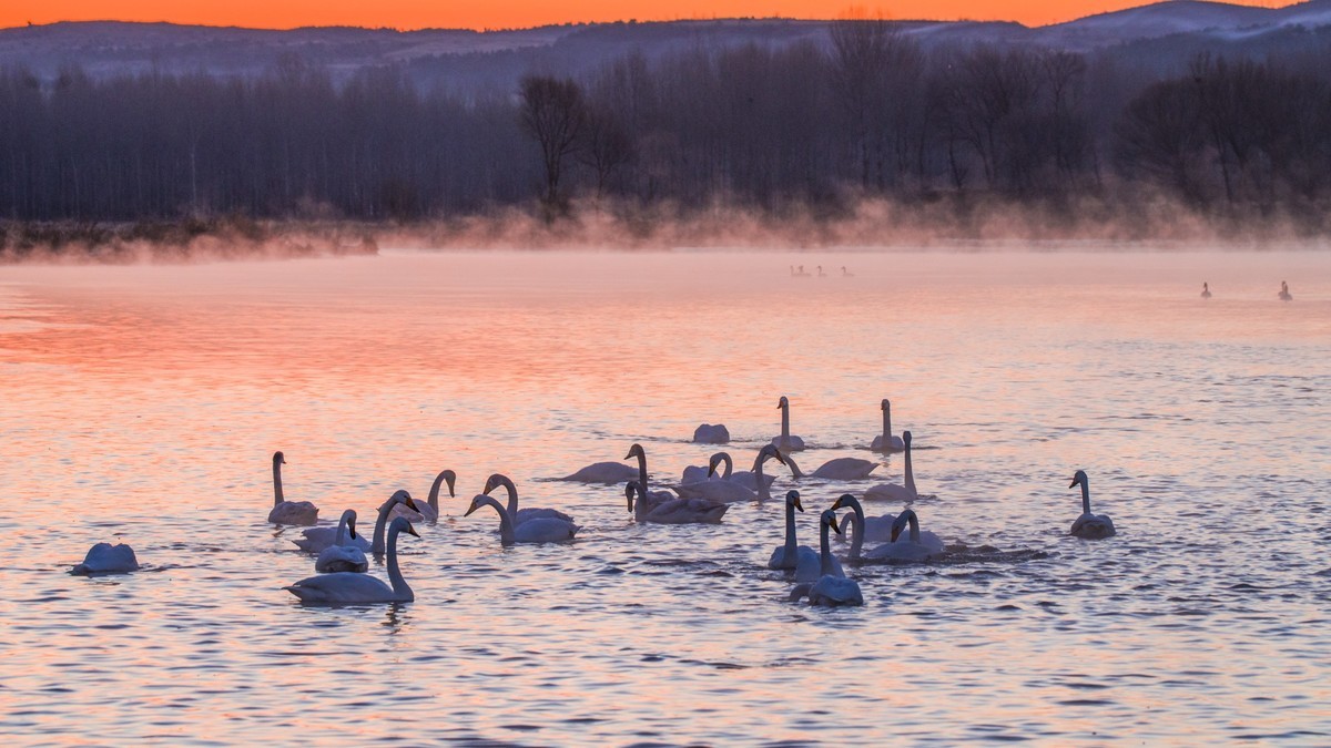 #花开春光寻美景#------亦梦亦幻天鹅湾