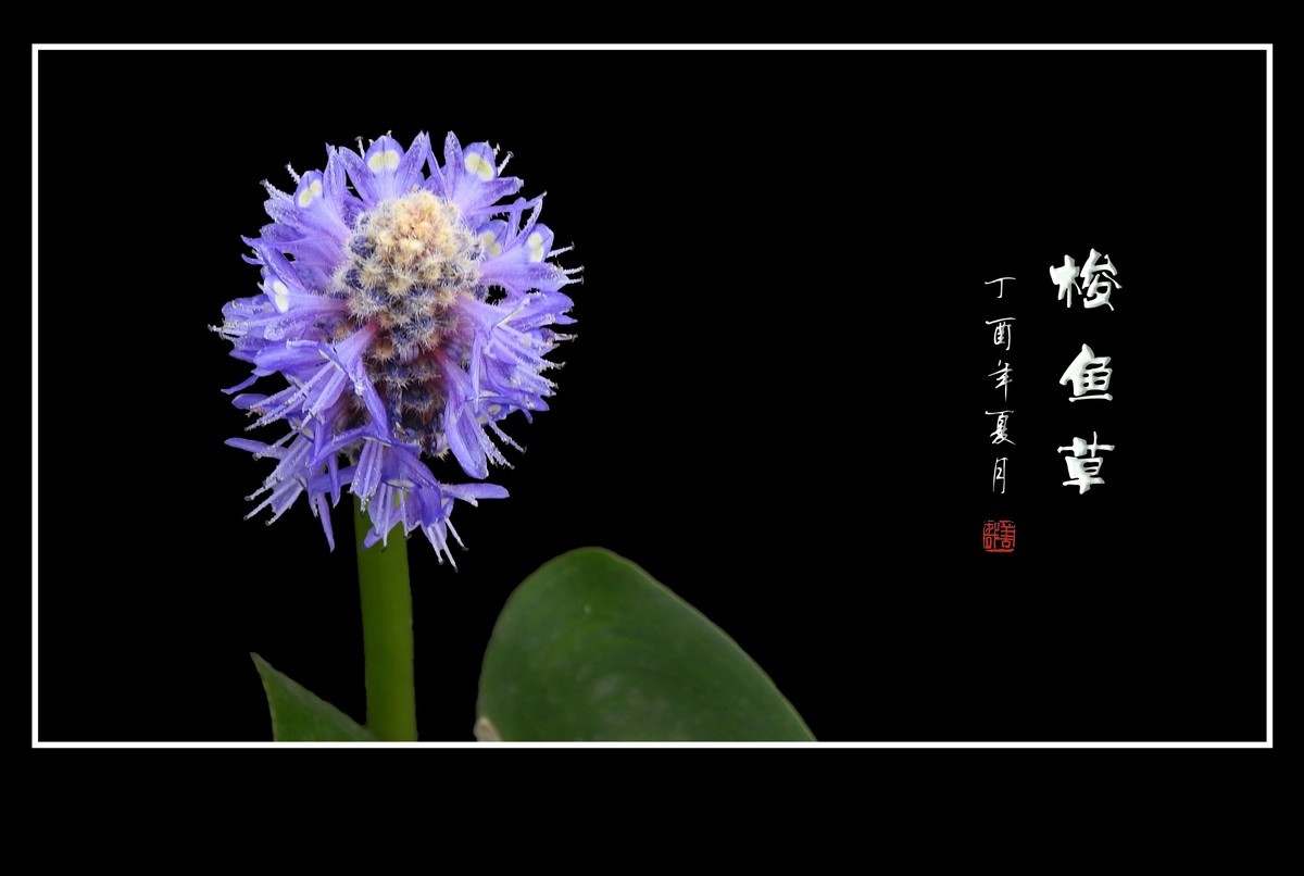 有趣漂亮的梭鱼草花