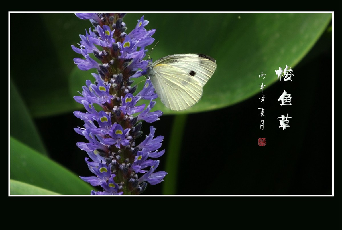 有趣漂亮的梭鱼草花