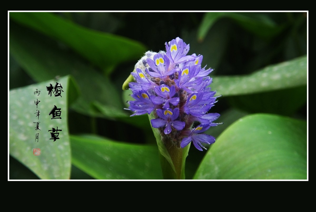 有趣漂亮的梭鱼草花