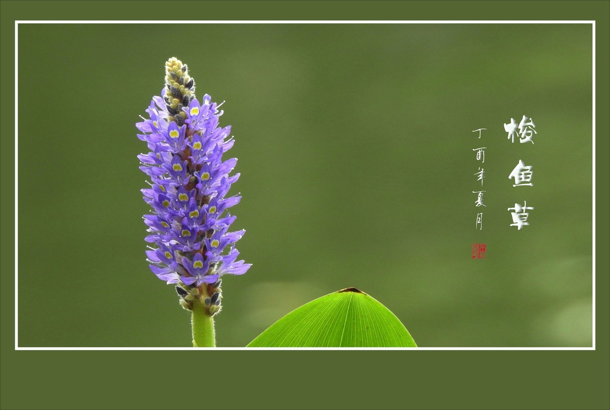 有趣漂亮的梭鱼草花