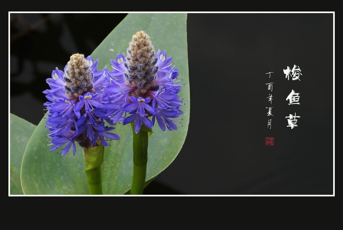 有趣漂亮的梭鱼草花